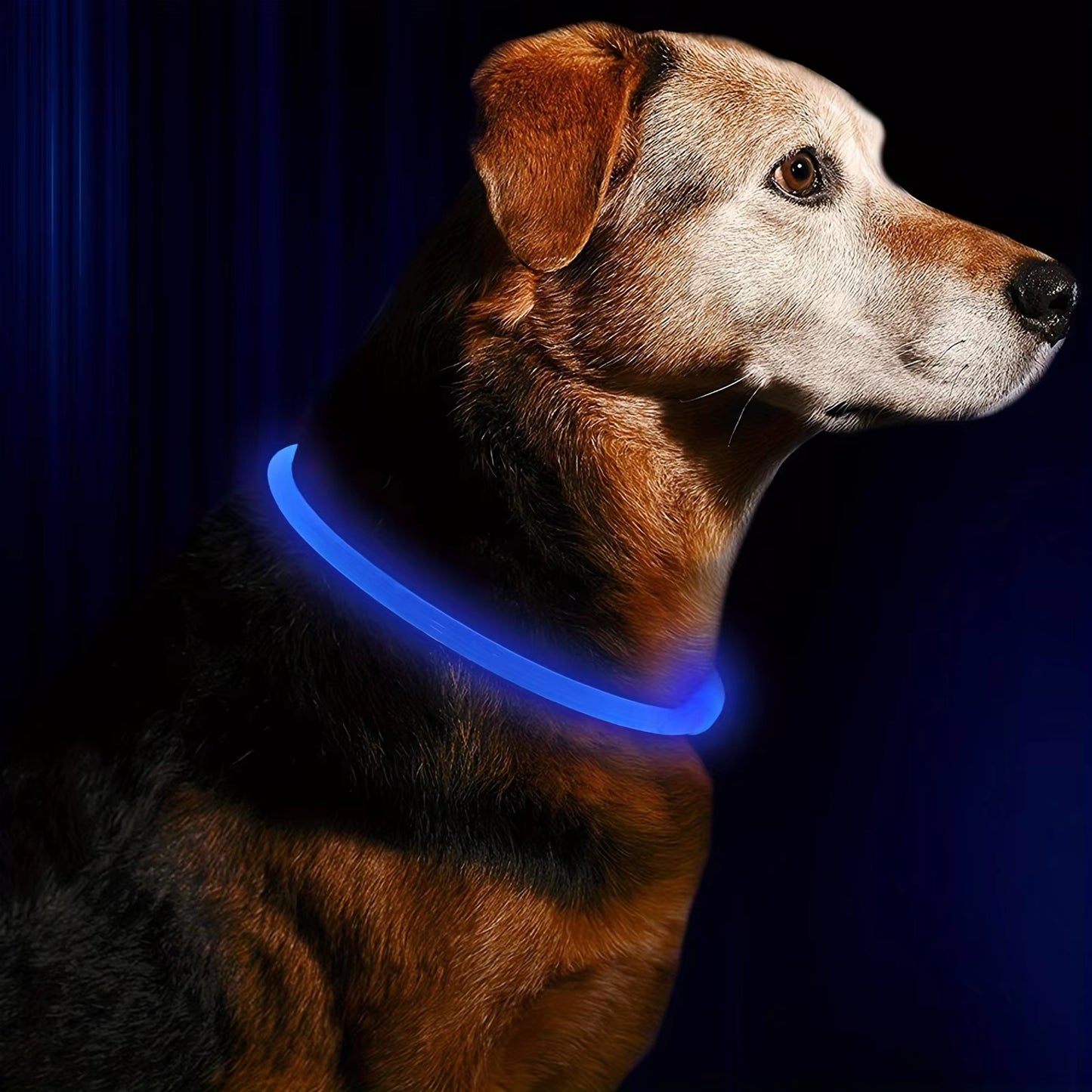USB Rechargeable LED Dog Collar with Luminous Anti-Lost Feature