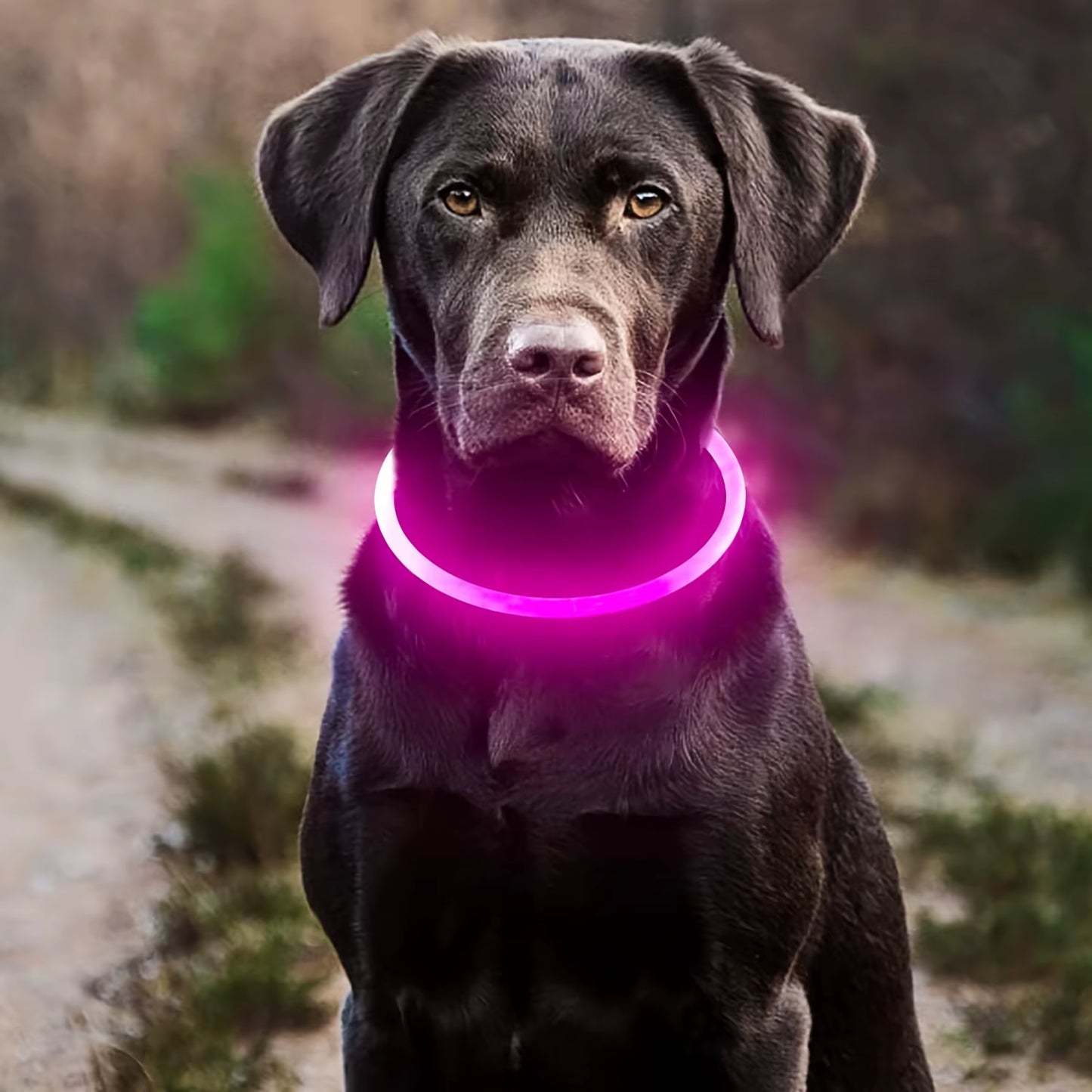 USB Rechargeable LED Dog Collar with Luminous Anti-Lost Feature