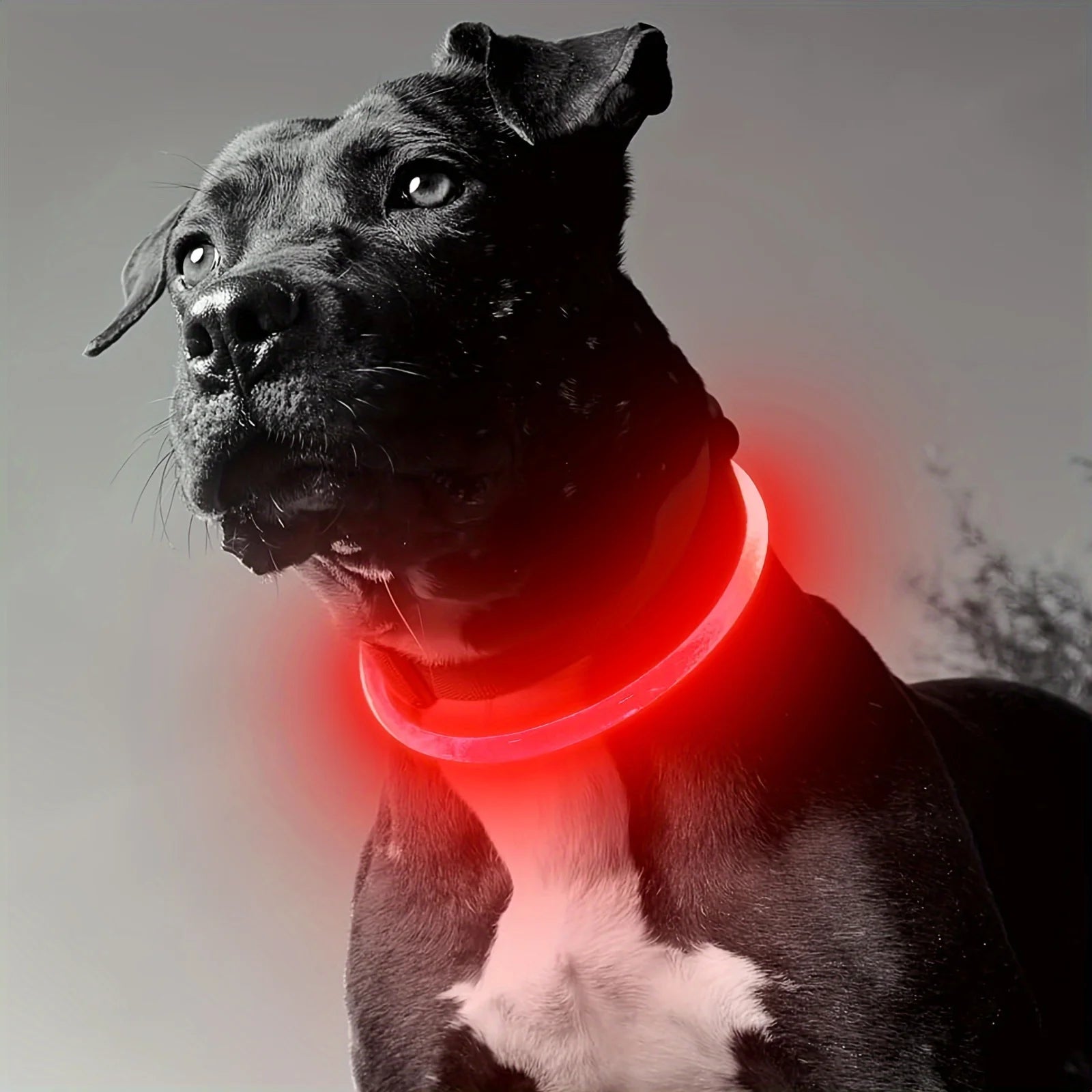 USB Rechargeable LED Dog Collar with Luminous Anti-Lost Feature